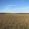 Corn field after harvest