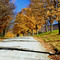 Yellowing Maples