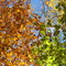 Foliage