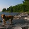 Lake Champlain With Dog