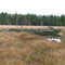Terrible Mountain Beaver Pond & Moose Habitat