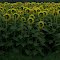Sunflower Field