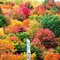 Fall colors