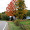 Two Color Tree