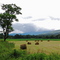 Hay Field Near Mad River