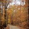 Fall down the road