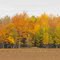 Fall In Clarenceville