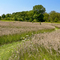 Prophetstown Prairie Path