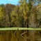 Celery Bog