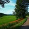 Lily Road
