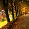 Under the canopy, Cloudland road.
