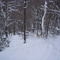 TreeSkiing