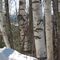 Railroad Bed, White Birch Trees