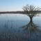 Tree reflection in main pool at Goose Pond