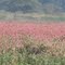 Goose Pond Flowers