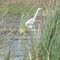 Goose at Goose Pond