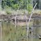 Bob Williams Parkway Swamp