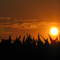 Sunset and Cornfield