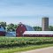 Red barns