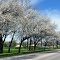 Lovelace Park - Evanston - Spring 2013