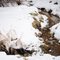 Stream in Forest Park
