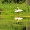 Swamp Swans