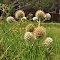 Rattlesnake Master