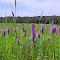 Color in the Meadow
