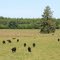 Cattle Lease - Cottonwood Ranch