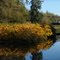 Japanese Knotweed - 201110LJW
