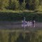 Bass Fishing in Martin Slough