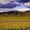 Woodland Tulip Festival 2011