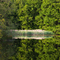 Cattail mirror