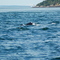 Orca near Lime Kiln Point, San Juan Island