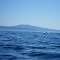 Orcas