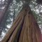 Old growth