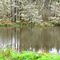 Trees & pond - Hwy 4, WA, USA.