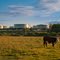 Industrial, yet pastoral