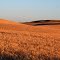 Rolling Wheat Fields
