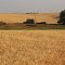 Wheat Country - Reardan, WA