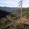 new timber sale on state trust (DNR) land above the South Fork Nooksack
