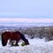 wild horse, Dry Falls area, Historic US Route 2, Coulee City, WA