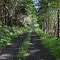 Old Logging Path