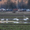 Swans in Snoqualmie Valley