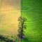 tree in field