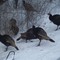 Wild Turkeys in Elk, WA