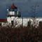 Point No Point Lighthouse Brambles