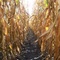  MOM'S  Cornfeild
