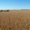 MOM'S Farm