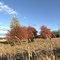 Fall Leaves